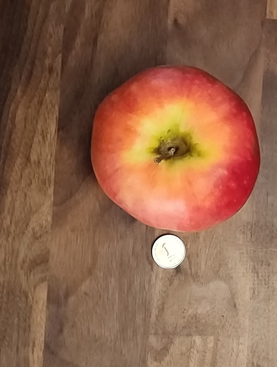 Apple with coin fiducial